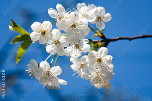 Apple blossom on blue sky