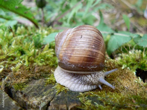 Roman snail (Helix pomatia)