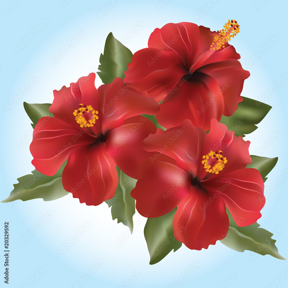 Vector red flower-Hibiscus rosa