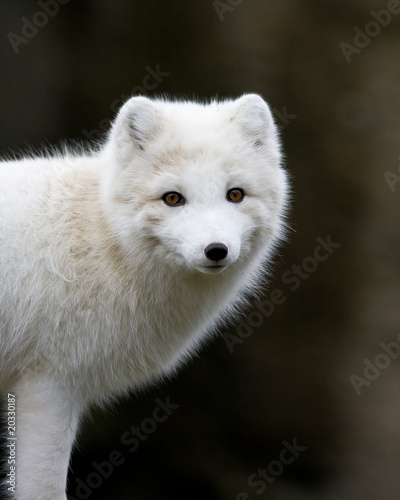 Artic fox #20330187