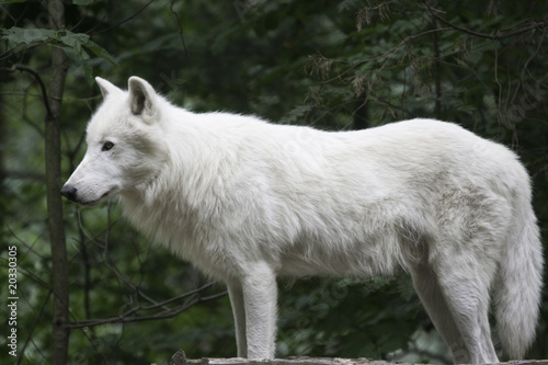 Arctic wolf on a lookout