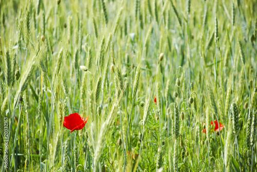 wheat field with red flower