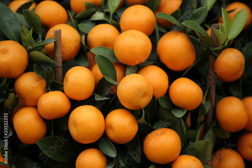 many kumquat