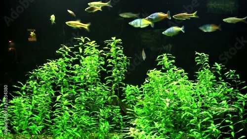 aquarium
