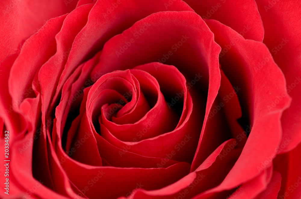 Naklejka premium Macro photo of red rose