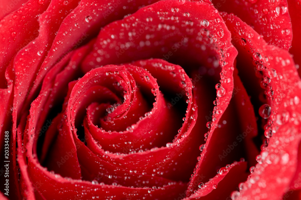 Macro photo of red rose with water drops Macro photo of red rose with water drops