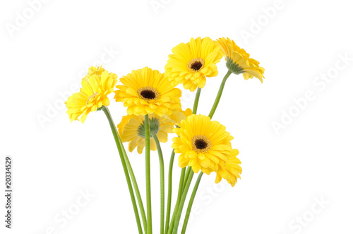 Gerber flowers  isolated on white background