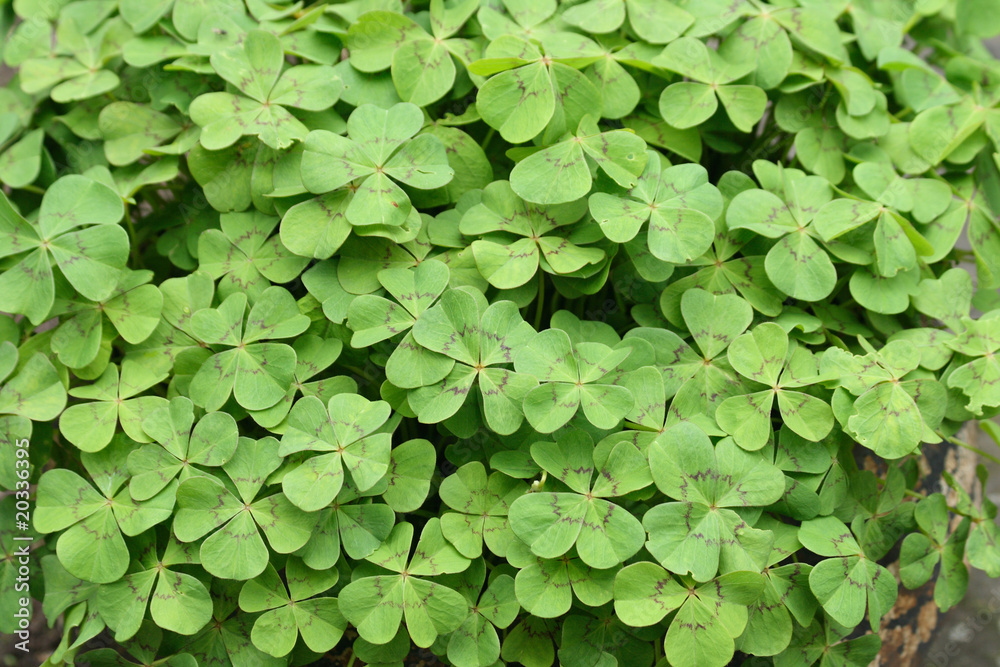 green background green background