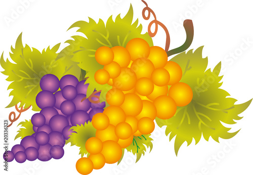 Grape vector