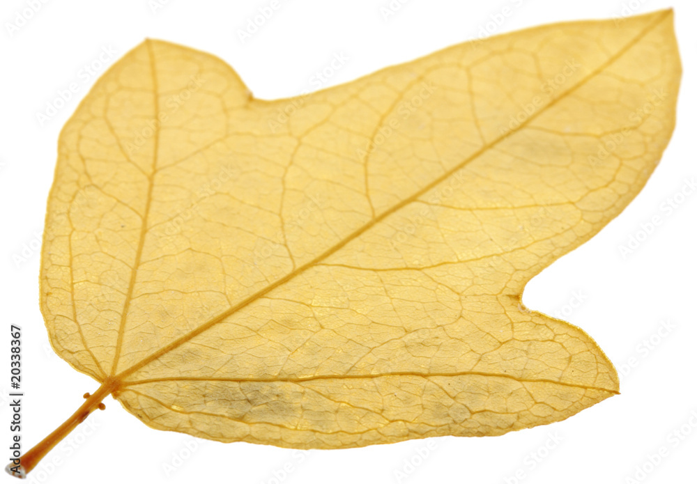 feuille sèche fond blanc feuille sèche fond blanc
