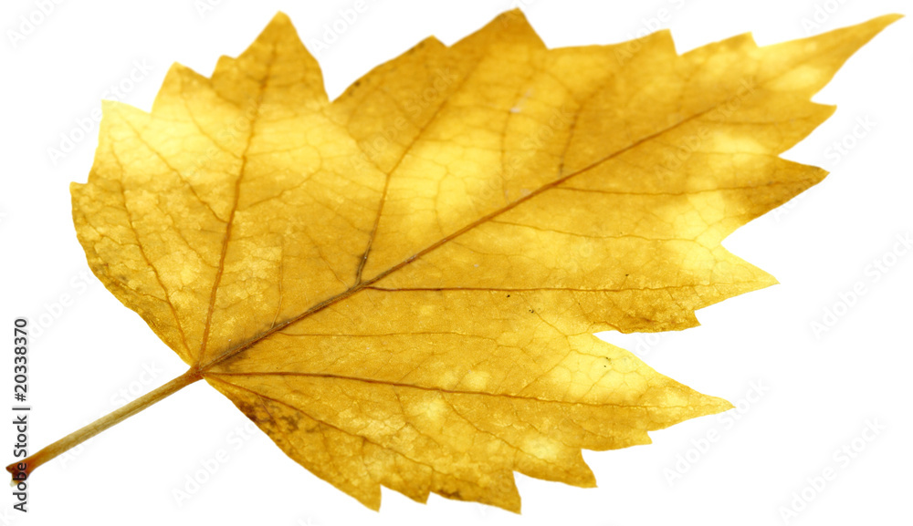 Fototapeta premium feuille sèche hibiscus fond blanc