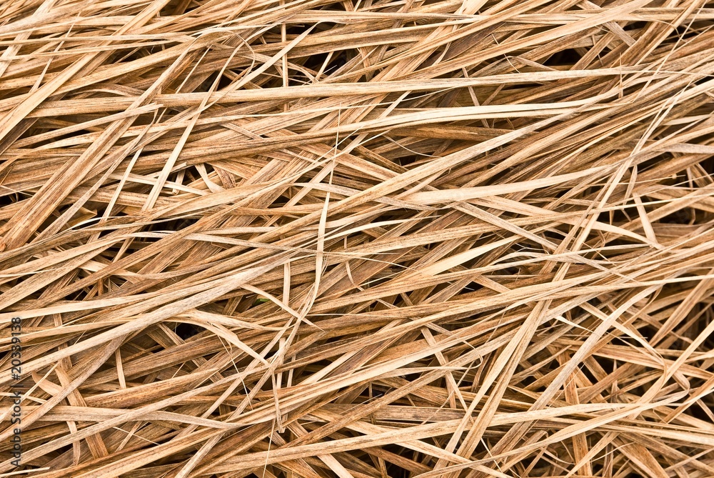 dry grass dry grass