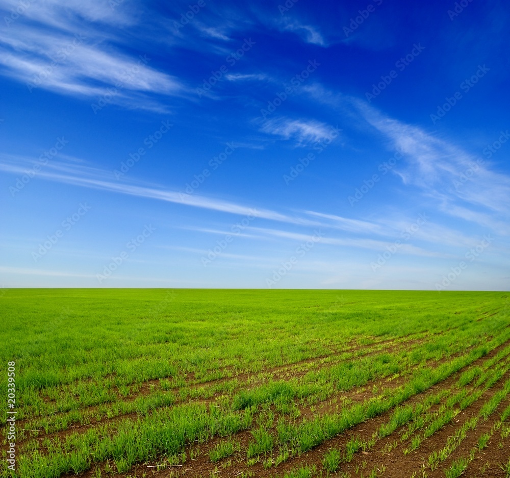 green field by a spring day