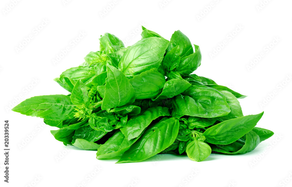 Green basil isolated on white Green basil isolated on white