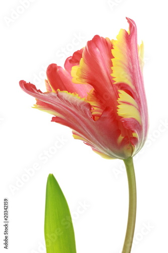 Fototapeta Naklejka Na Ścianę i Meble -  parrot tulip