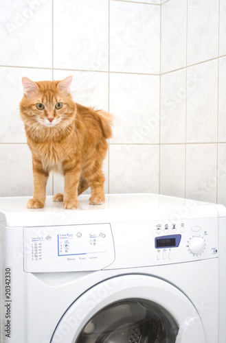 Kurilian bobtail on washing machine
