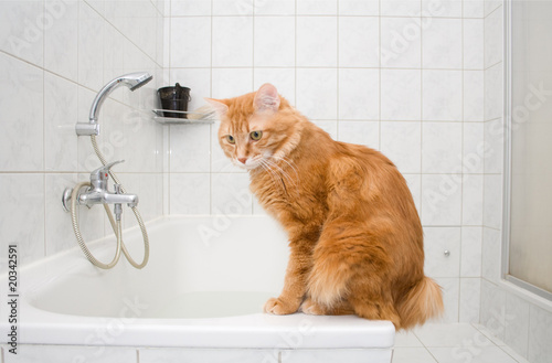 Kurilian bobtail on bath