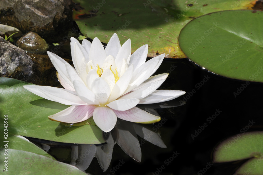White louts White louts