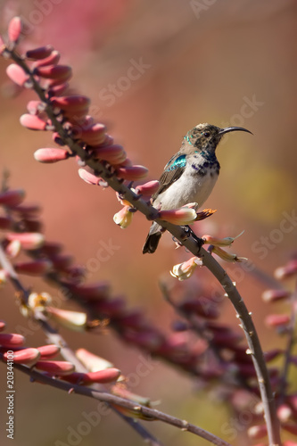 White-bellied Sunbird