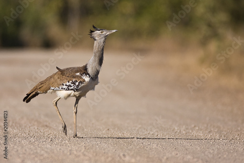 Kori Bustard