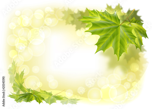 leaves maple
