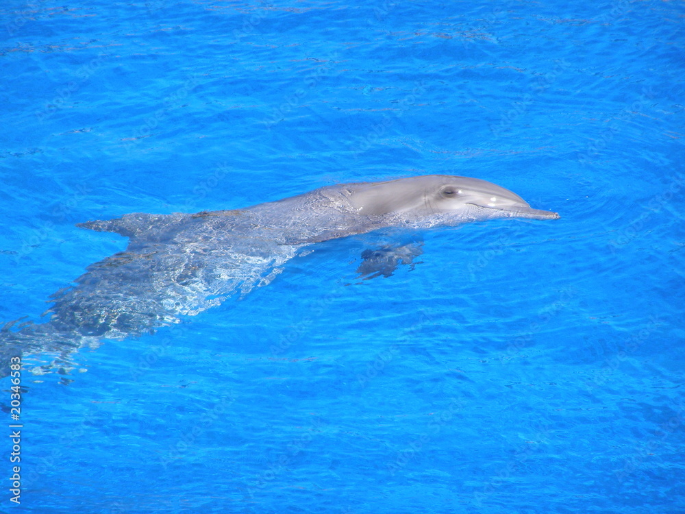 Naklejka premium dauphin