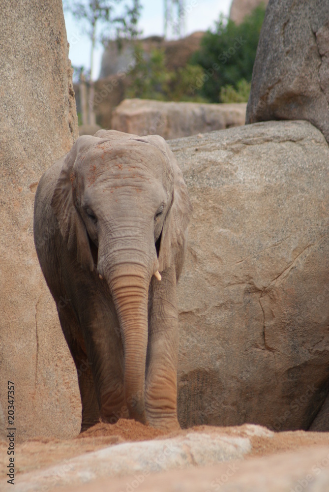 African Elephant