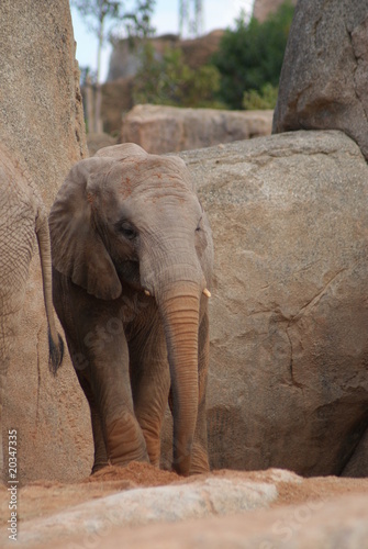 African Elephant photo