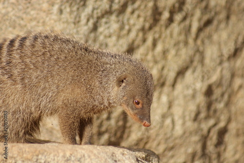 Banded Mongoose