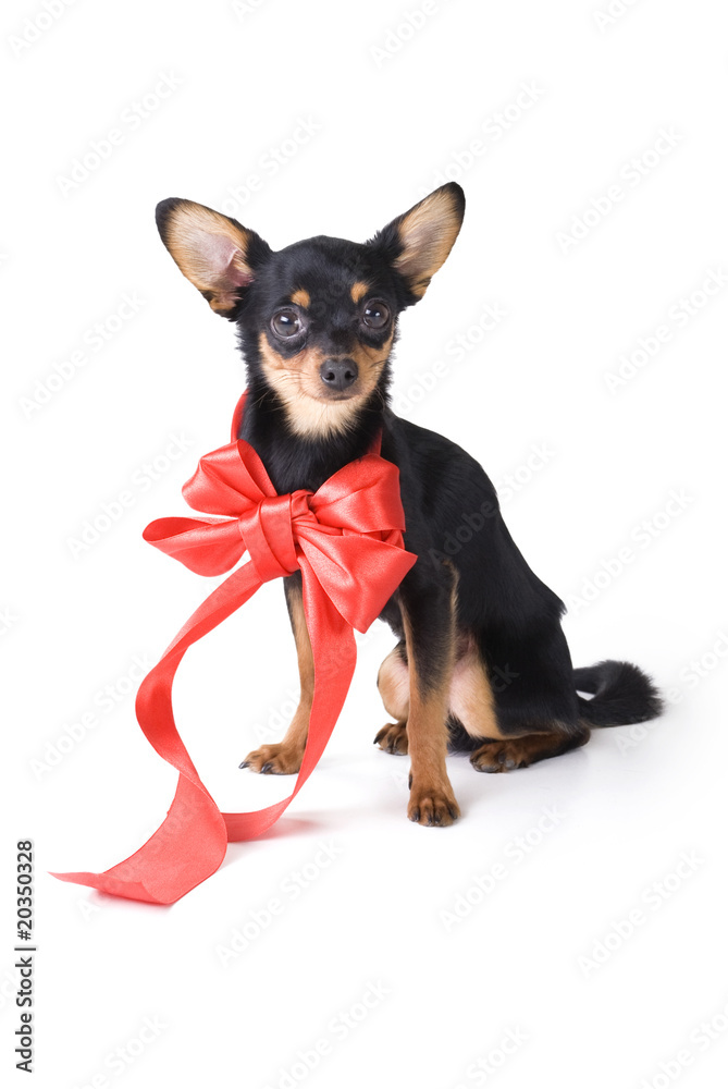 toy-terrier with a red ribbon around his neck