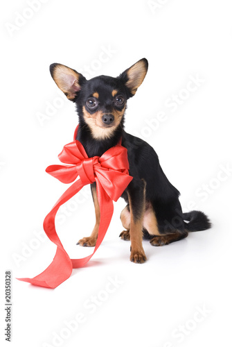 toy-terrier with a red ribbon around his neck © Springoz