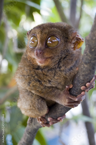 Tarsier - Worlds smallest primate