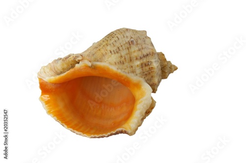 Sea shell - isolated