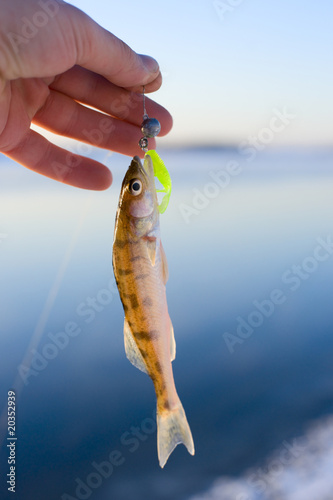 Very-very small walleye