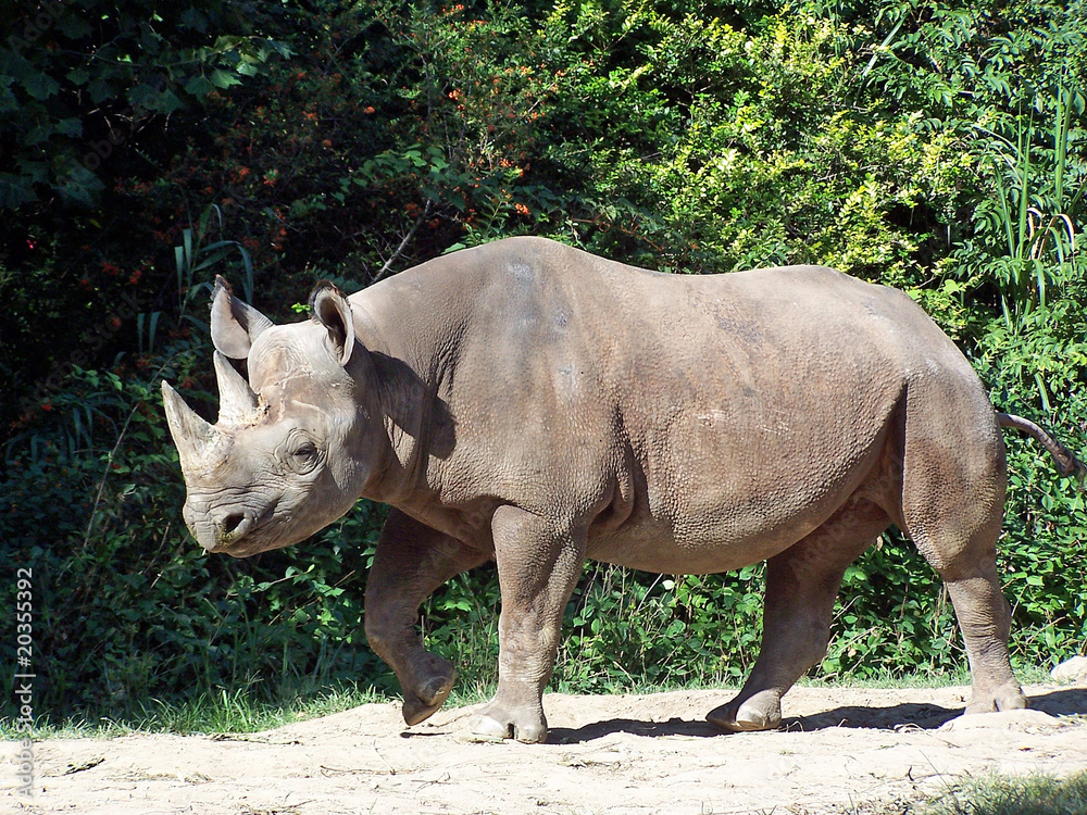 Naklejka premium Rhinoceros
