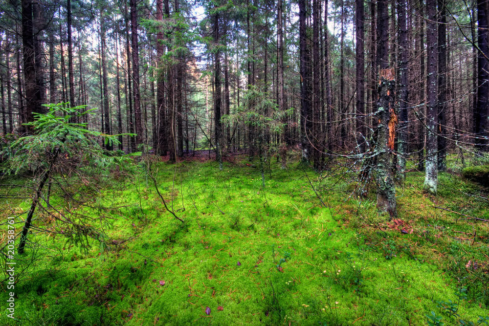 In dense fantastic wood in the autumn In dense fantastic wood in the autumn