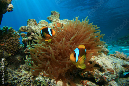 Red Sea Anemonefishes (Amphiprion bicinctus) in Bubble Anemone