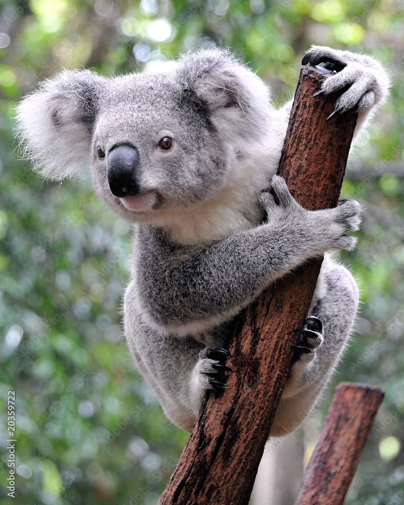 Valokuva Curious koala - tilaa netistä Europosters.fi