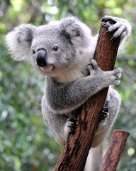 Fotobehang Australië Nieuwsgierige koala in boom  © daphot75