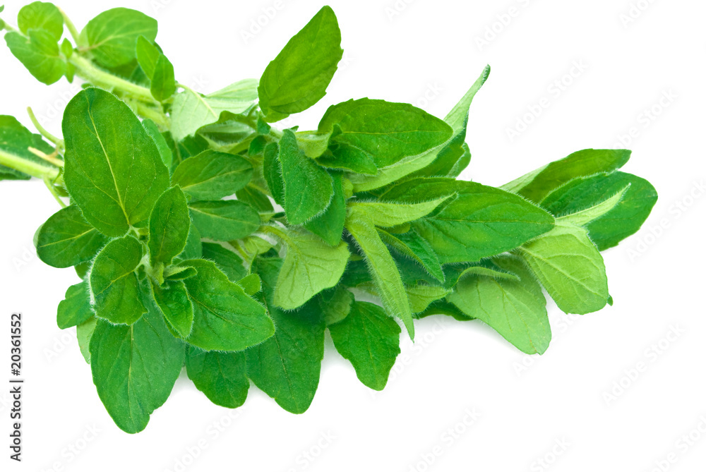 oregano oregano