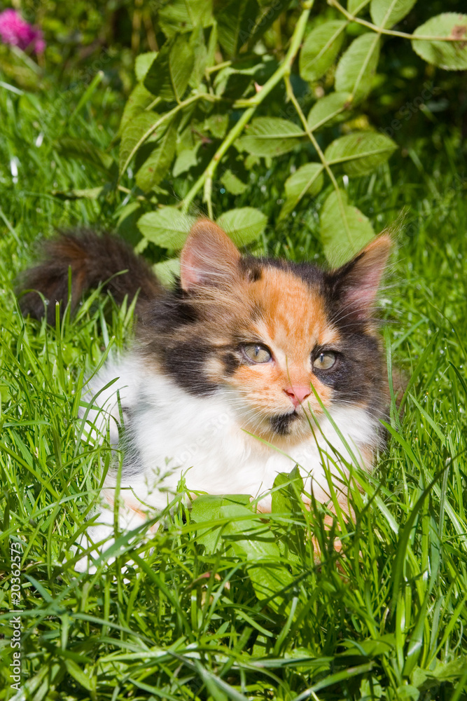 The kitten is on the green grass