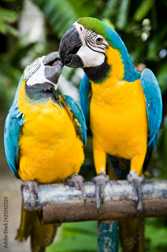 Couple of parrots