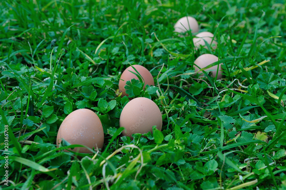 Oeufs Oeufs