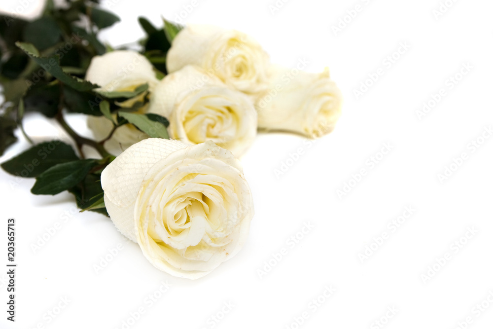 roses roses