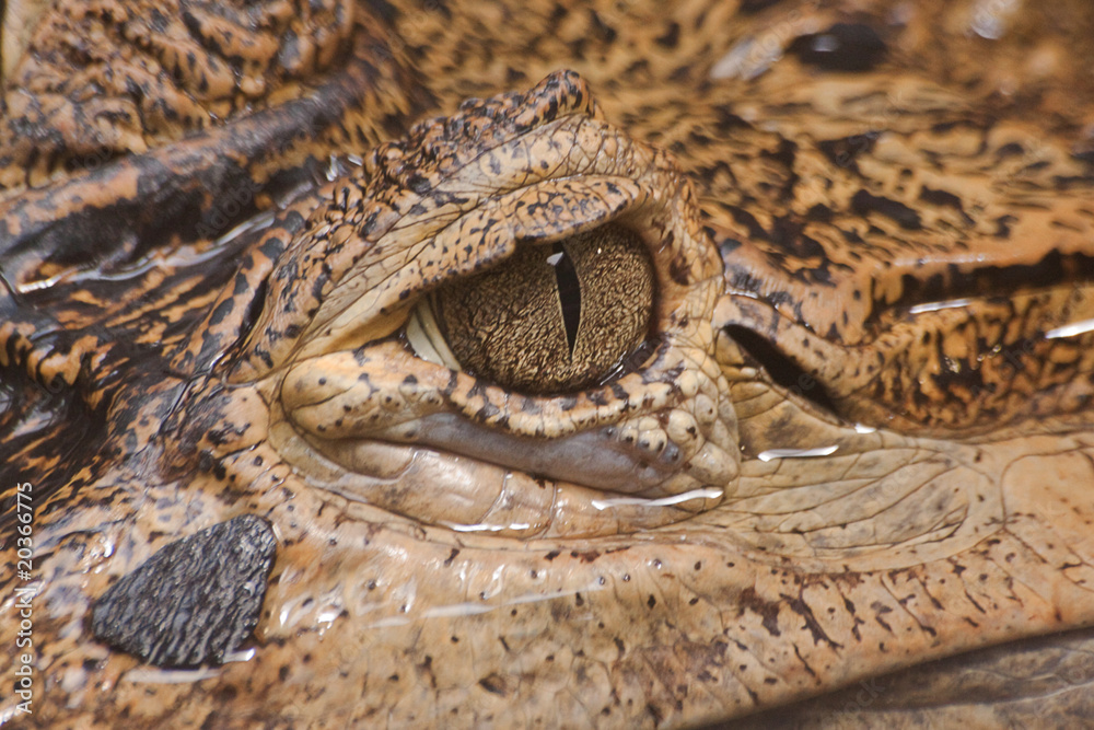 Fototapeta premium crocodile 4699