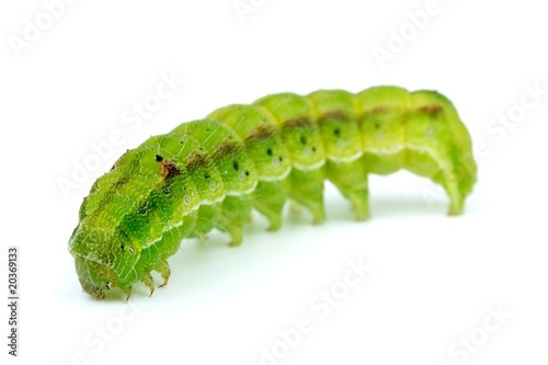 Green caterpillar