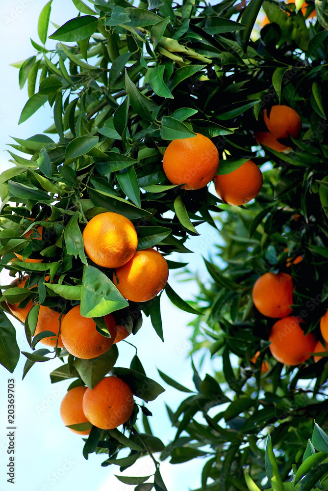 oranges on  tree