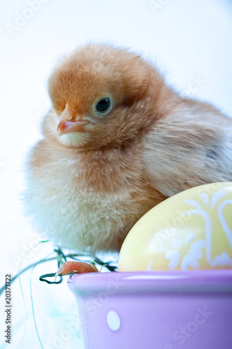 Easter Chick Concept © BrunoWeltmann