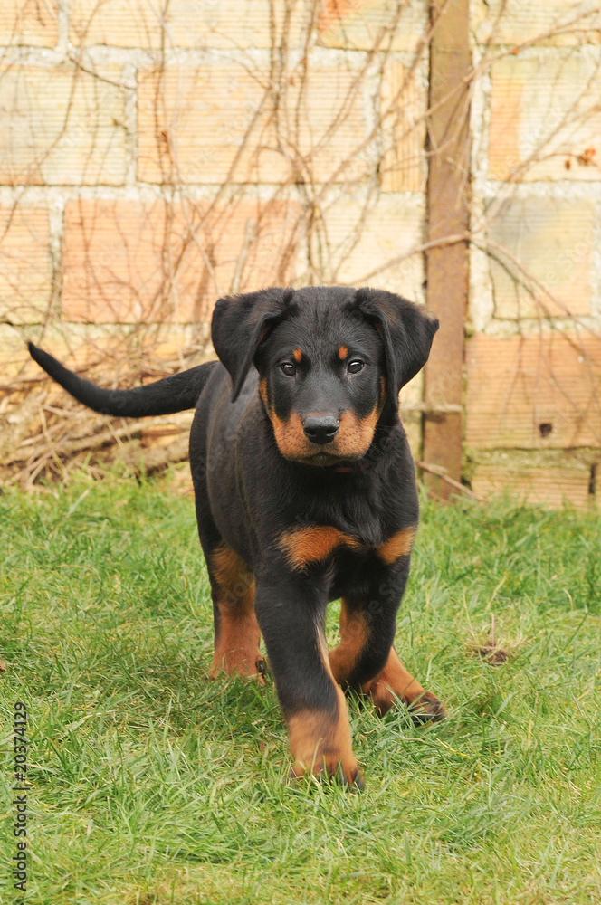 beauceron