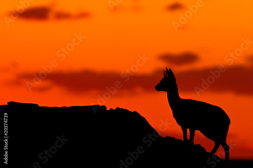 Klipspringer Silhouette